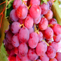 Venta caliente uvas rojas sin semillas uvas orgánicas